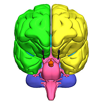 大脑,局部,中枢神经系统,人,头部