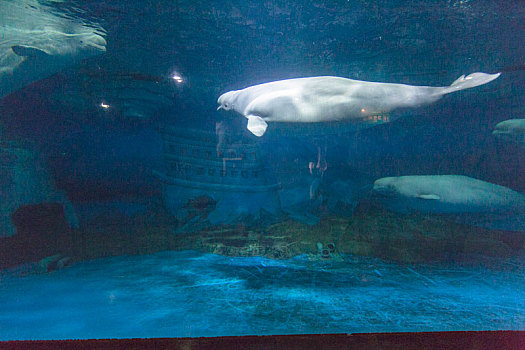 白鲸