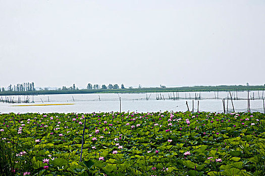 吉林省前郭县中国十大淡水湖之一,查干湖,里的荷塘
