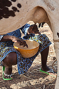 布基纳法索,乡村,公里,瓦加杜古,女人,挤奶,母牛,葫芦属植物