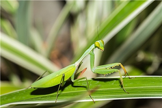 合掌螳螂,叶子,苏拉威西岛,印度尼西亚