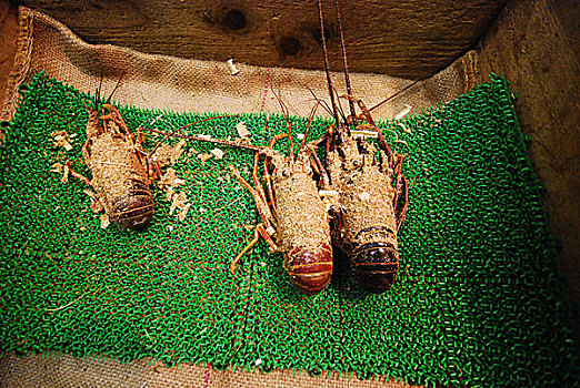 龙虾,筑地,鱼市,一个,最大,批发,鱼肉,海鲜,市场,世界,东京,日本,二月,2008年