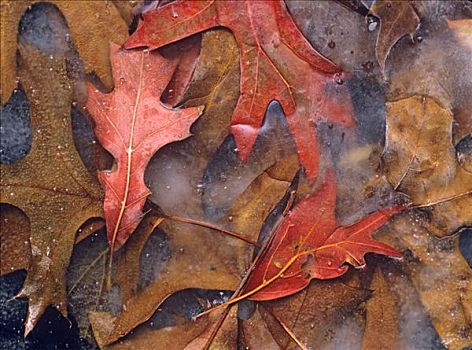 红栎,北美红栎,冰冻,叶子,北美