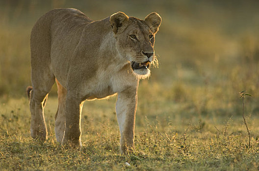 雌狮,马赛马拉,肯尼亚