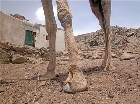 脚,骆驼,西奈,埃及