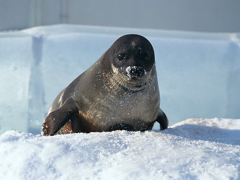 标 题:海豹 英 文:ringed seal 编 号:hokkaido50019748 摄 影:image