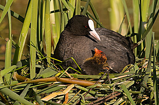 黑鸭,骨顶鸡,父母,幼禽,巢穴,吕伐登,弗里斯兰省,荷兰