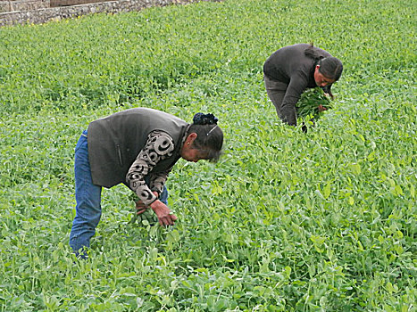 豌豆尖,豌豆苗,蔬菜,收获,劳作,场景