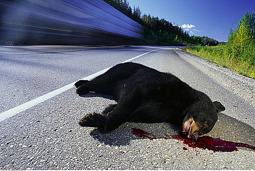 黑熊,撞死,公路,加拿大