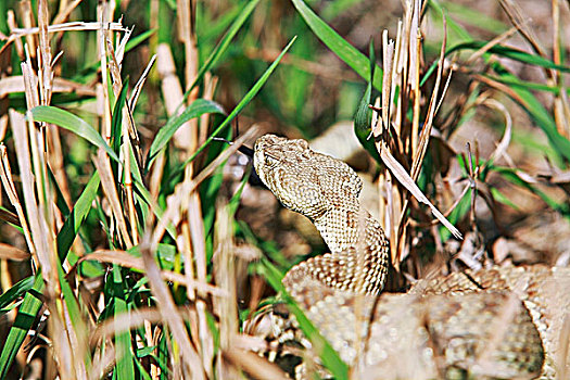 草原,响尾蛇,艾伯塔省,加拿大