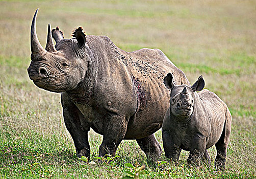 雌性,黑犀牛,警惕,幼兽,肯尼亚