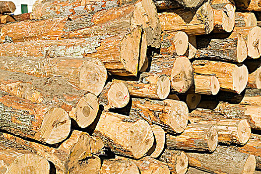 堆放,切削,木材,魁北克,加拿大