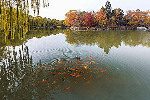 北京大字