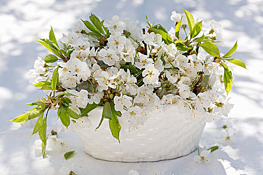 樱花,白色,陶瓷,碗