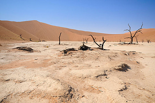 枯木,干枯,粘土,正面,红色,沙丘,死亡谷,索苏维来地区,纳米布沙漠,纳米比沙漠,公园,纳米比亚,非洲