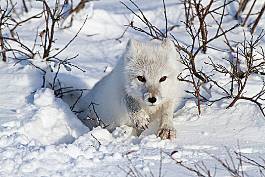 北极狐,雪中,冬天,丘吉尔市,野生动物,管理,区域,加拿大