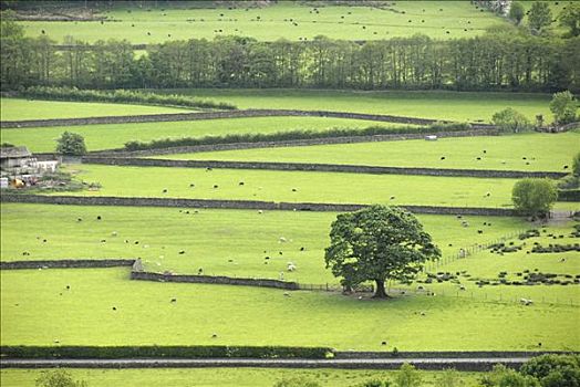 草场,绵羊,分开,树篱,湖区,坎布里亚,北方,英格兰,英国,欧洲