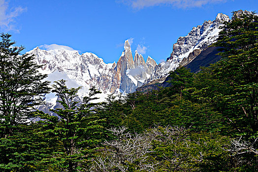 风景,树林,洛斯格拉希亚雷斯国家公园,省,阿根廷,南美