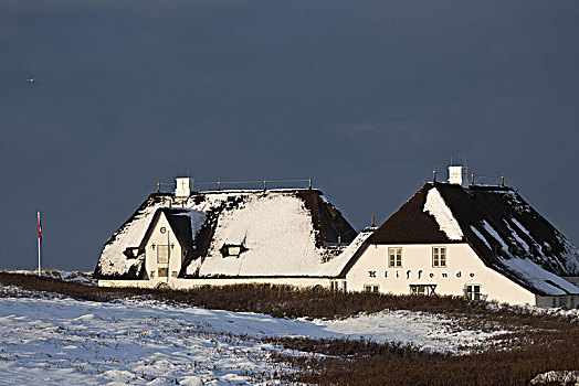 房子,结束,悬崖,叙尔特岛,北方,石勒苏益格,黑白花牛,德国