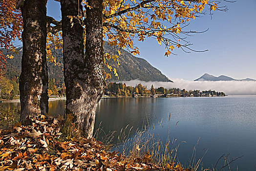 风景,乡村,瓦尔幸湖,巴伐利亚,德国