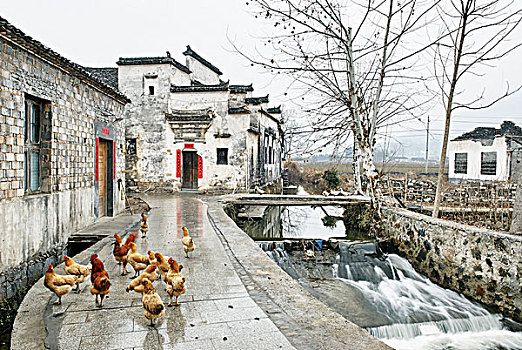 母鸡,公鸡,水系,乡村,安徽,中国