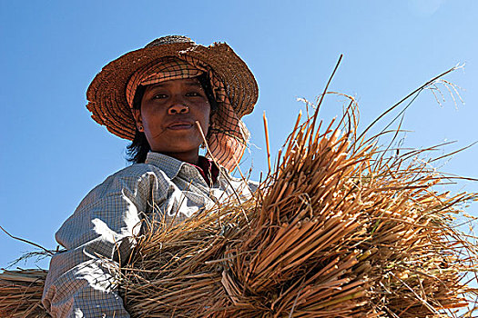女人,部落,一些,稻草,靠近,掸邦,缅甸,亚洲