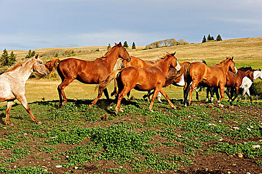 牧群,马,草原,萨斯喀彻温,加拿大