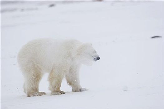 北极熊,抖动,雪,头部,丘吉尔市,曼尼托巴,加拿大