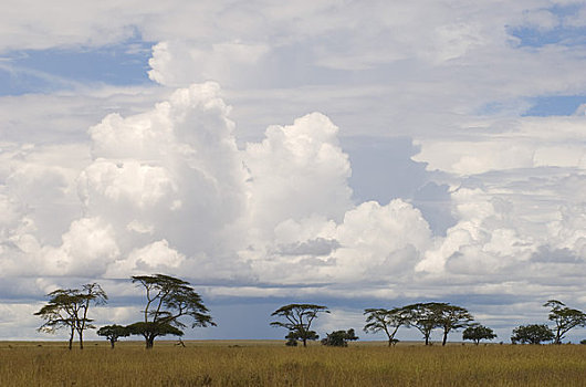坦桑尼亚,塞伦盖蒂国家公园,草地,树