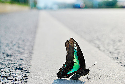 公路,蝴蝶