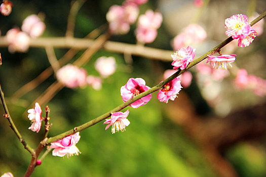 踏春,植物园,赏花