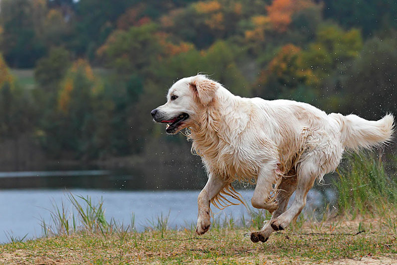 家犬图片 家犬图片大全 家犬背景图片 天空素材站
