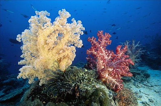 软珊瑚,红色,黄色,生物群,礁石,高原,深,巴布亚新几内亚