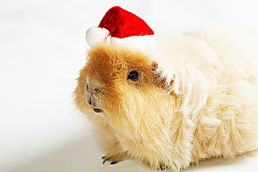 天竺鼠,戴着,红色,圣诞帽