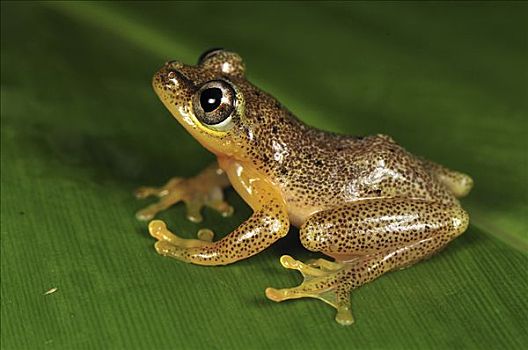 斑点,马达加斯加,芦苇,青蛙,安达斯巴曼塔迪亚国家公园