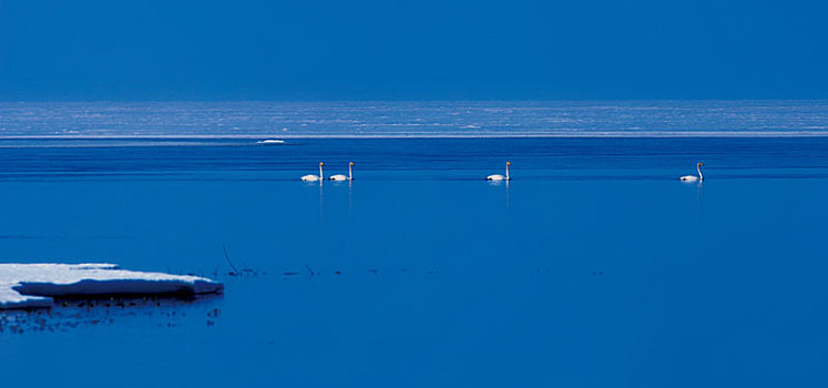 冰雪湖中晨曦中的天鹅