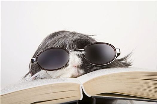 天竺鼠,眼镜,书本
