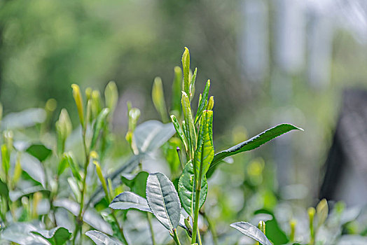 龙井绿茶