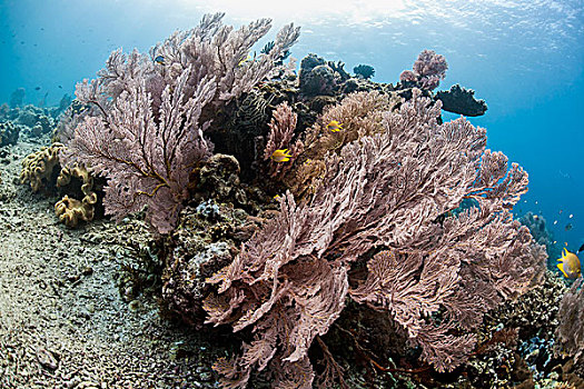 红色,巨大,珊瑚,女孩,巴厘岛,印度尼西亚,亚洲