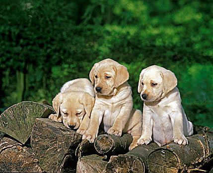 黄色拉布拉多犬,小狗,站立,一堆,木头