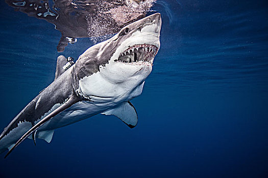 大白鲨,水下视角