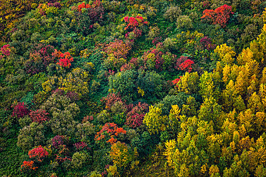 彩色,落叶林,秋天,秋色,地区,北莱茵威斯特伐利亚,德国,欧洲