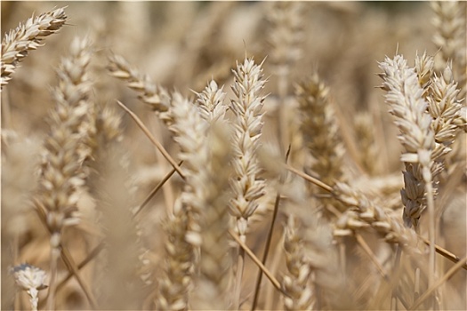 许多,小麦作物,秋天,就绪,收获