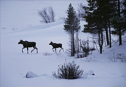 麋鹿,跑,积雪,陆地