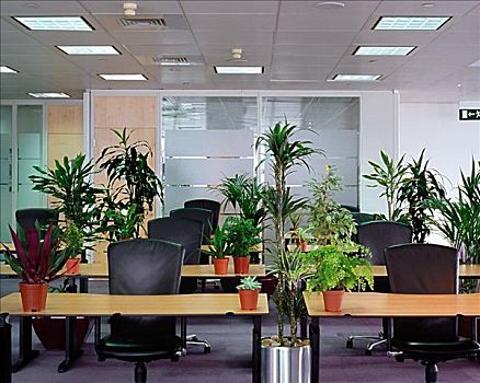 植物,空,办公室
