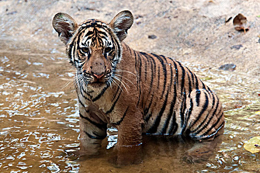虎,幼兽,水中