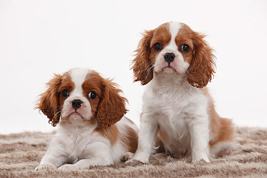 查尔斯王犬,两个,小狗,布伦海姆,10星期大,地毯
