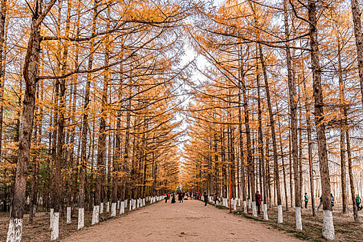秋天里金色的道路-中国长春百木园秋季风景