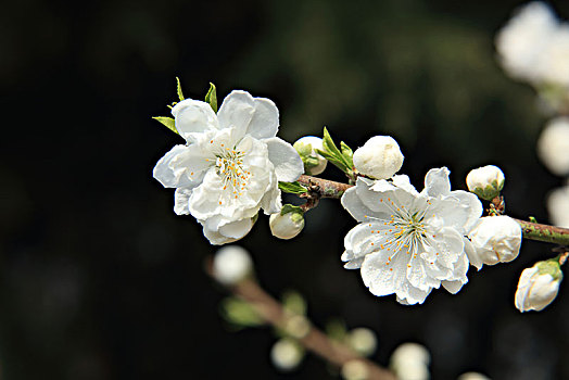 碧桃,千叶桃花,桃花,白色碧桃