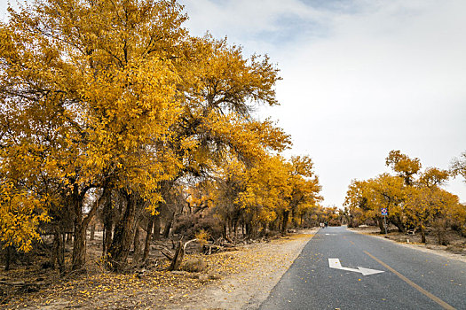 胡杨树公路